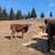Beef master calves 3 thumbnail