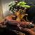 Male blizzard leopard gecko 1 thumbnail