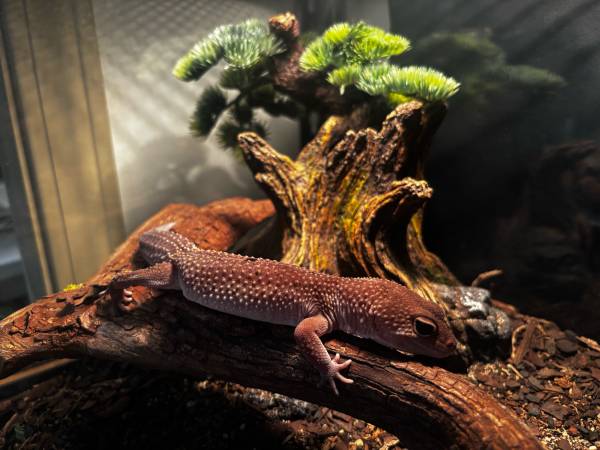 Male blizzard leopard gecko 1