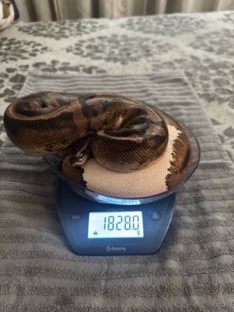 ? Orange Dream Pied Het Lavender Ball Python AdultFemale Rehoming ($400) (San Pablo)63934078875138120