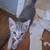 Kittens free 11 thumbnail