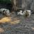 Feeder pigs 2 thumbnail