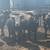 16 Black Angus Cows 22 thumbnail
