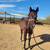 AQHA-Smokey Black Filly 1 thumbnail