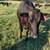 Wagyu cattle 20 thumbnail