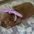 *** Golden Retriever Rehoming Fee *** 1 thumbnail