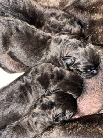 Cane corso (Los Ángeles)63829967646721124