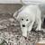 GREAT PYRENEES 3 thumbnail