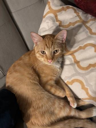 Sweet 7-Month-Old Orange Tabby Kitten – Needs a Loving Home (Oakland)64031023545218120