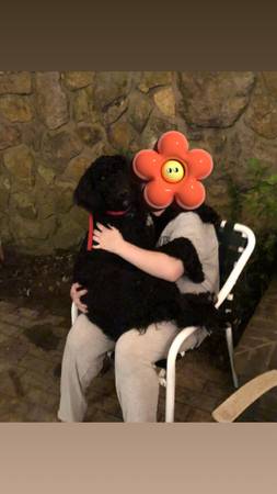 Sheepadoodle de 2 años (Clay City)63671518731779120