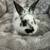 Baby Bunnies 1 thumbnail