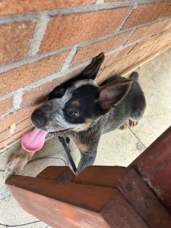 Cachorra Hembra Blue Heeler (Atlanta)63881506358401121