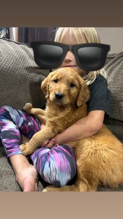 Golden Pup63685350599169120