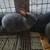 rare Silver Fox rabbits 5 thumbnail