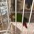 Green cheek conures 5 thumbnail