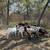 Boer Goats for Sale 3 thumbnail