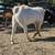 Boer buck goat 12 thumbnail