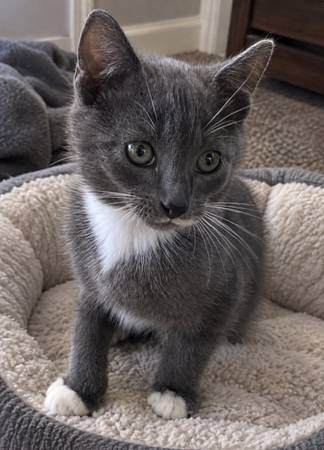 Kittens looking for a home small rehoming fee kitten (Bronx)