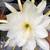 Blooming Now! Queen of the Night Mature Cactus w/Large Flowers Plant 10 thumbnail