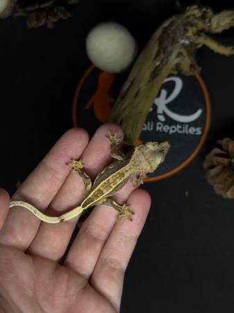 Geckos63831052662915124