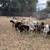 Goats & Sheep 4 thumbnail