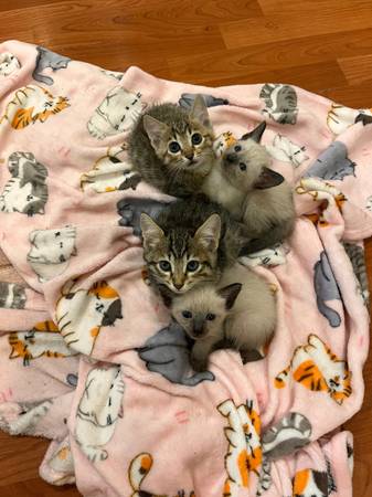 Siamese and Bengal kittens (Philadelphia)63975493009026120