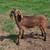 Dairy doeling 1 thumbnail