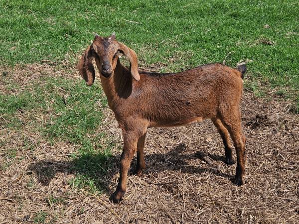 Dairy doeling 1