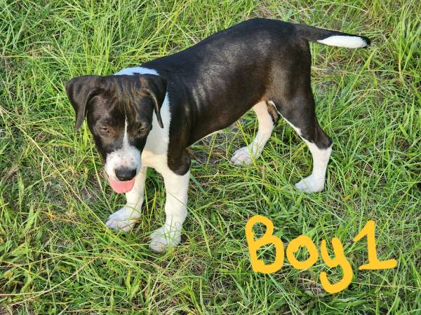 Cachorros American Bully estándar / XL (Trenton)63993131974915120