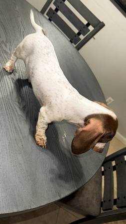 Mini dachshunds (wiener dog) (Goodyear)64048128665858124