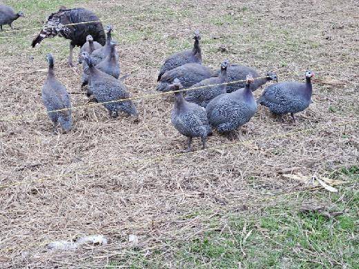 Guineas 1