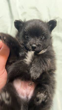 Cachorro macho pom (Milton)63836590154625122