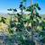 Fig Tree 3 thumbnail