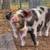 Kunekune (Kune kune) pigs and pork 10 thumbnail