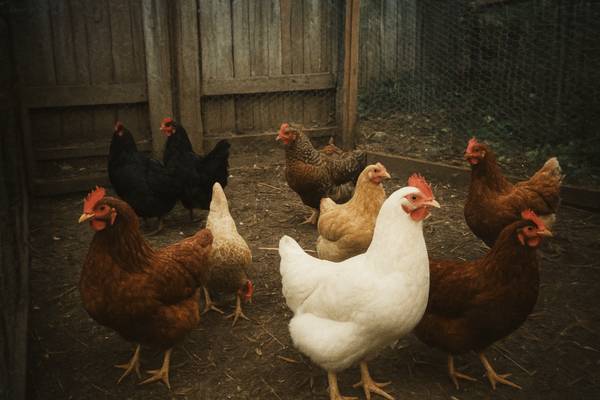 Chickens free to a good home 1