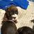 Boxer pups 5 thumbnail