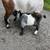 Nigerian Dwarf Goat kids 7 thumbnail