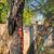 BOW-GORGEOUS ASIAN HORSE BOW-NEW 5 thumbnail