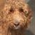 Ruby, a sweet 3 year old goldendoodle 3 thumbnail