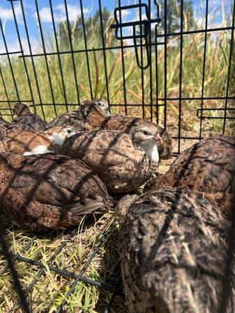 Quail (Kiowa)63679658638081121