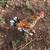Chickens (Bantam) 4 thumbnail