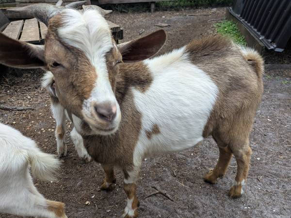 Minature Goats Nigerian Goats - farm & garden - by owner - sale