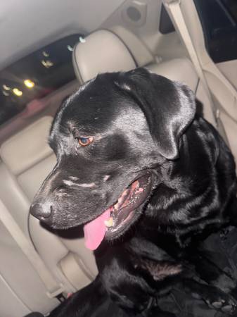 dog found male 1