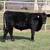 Black Angus Steers 4 thumbnail