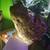 Suspect Meteorite high ammounts of bismuth 7 thumbnail