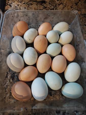 Huevos frescos. Ayuda a una 4Her a recaudar dinero para sus gallinas (Port Orchard)63684471519363120