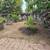 Fruit Trees 3 thumbnail