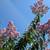 Crepe Myrtle Tree 12 thumbnail