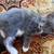 Kittens 5 thumbnail