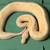 Ball Pythons 5 thumbnail